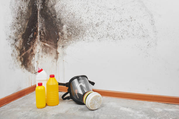 Professional Mold Remediation in Paulsboro, NJ