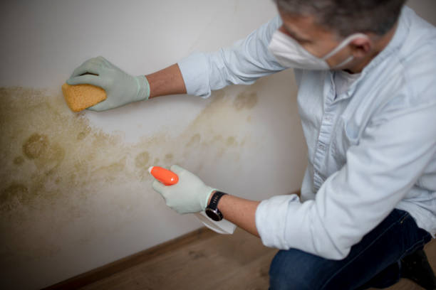 Reliable Paulsboro, NJ Mold Remediation Solutions